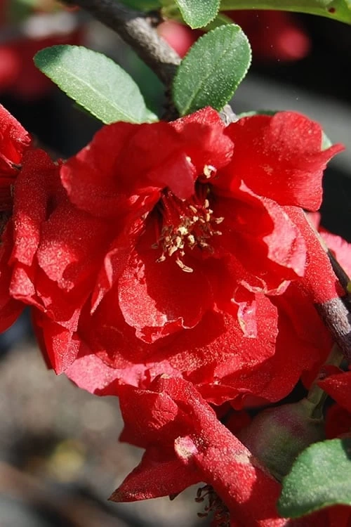 Iwai Nishiki Red Flowering Quince - 3 Gallon Pot 4 Iwai Nishiki Red Flowering Quince - 3 Gallon Pot - Image 4