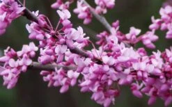 Eastern Redbud - 5 Gallon Pot 9 Eastern Redbud - 5 Gallon Pot -Best Bush Shop redbud Eastern Tree Flowers