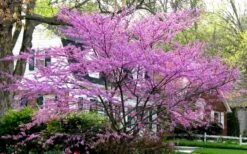 Eastern Redbud - 5 Gallon Pot 11 Eastern Redbud - 5 Gallon Pot -Best Bush Shop redbud Eastern Tree In Bloom