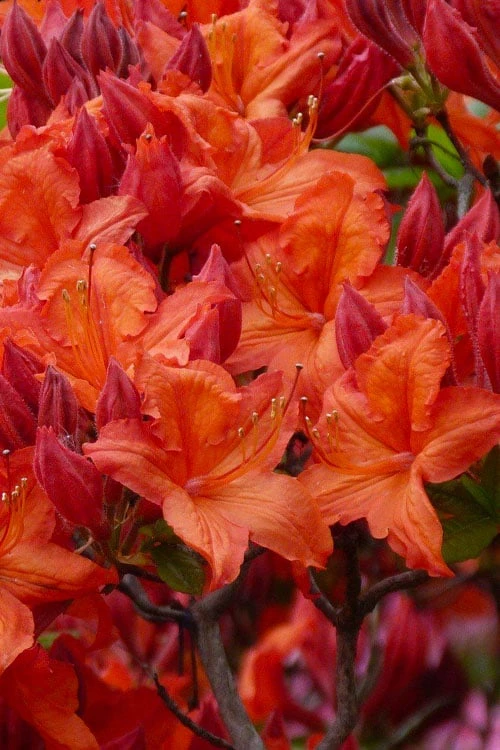 Mooshatanio Native Azalea (Rhododendron X Austrinum) - 1 Gallon Pot 1 Mooshatanio Native Azalea (Rhododendron X Austrinum) - 1 Gallon Pot