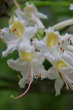 Coleman's Native Azalea (Rhododendron Colemanii 'Multiflora') - 3 Gallon Pot -Best Bush Shop rhododendron colemanii multiflora colemans native azalea 1