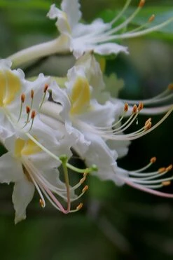 Coleman's Native Azalea (Rhododendron Colemanii 'Multiflora') - 3 Gallon Pot -Best Bush Shop rhododendron colemanii multiflora colemans native azalea 2