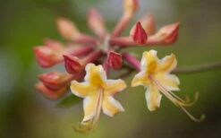 Millie Mac Native Azalea (Rhododendron) - 3 Gallon Pot 11 Millie Mac Native Azalea (Rhododendron) - 3 Gallon Pot -Best Bush Shop rhododendron millie mac native azalea 10