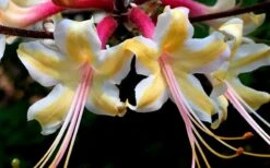 Millie Mac Native Azalea (Rhododendron) - 3 Gallon Pot 9 Millie Mac Native Azalea (Rhododendron) - 3 Gallon Pot -Best Bush Shop rhododendron millie mac native azalea 15