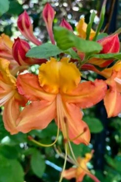 Verdie Sommerville Azalea (Rhododendron) - 3 Gallon Pot -Best Bush Shop rhododendron verdie sommerville azalea 1