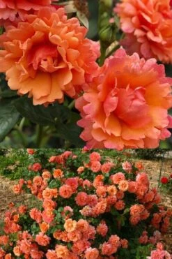 Easy Does It Rose - 3 Gallon Pot -Best Bush Shop rose cinco de mayo 30