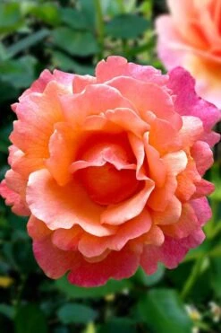 Easy Does It Rose - 3 Gallon Pot -Best Bush Shop rose easy does it 22