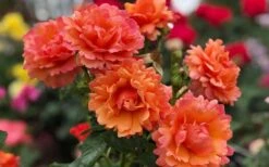 Easy Does It Rose - 3 Gallon Pot -Best Bush Shop rose easy does it 26