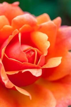 Easy Does It Rose - 3 Gallon Pot -Best Bush Shop rose easy does it 3 500x750 1