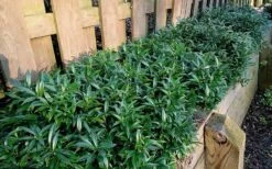 Fragrant Valley Sweetbox (Sarcococca) - 2 Gallon Pot 10 Fragrant Valley Sweetbox (Sarcococca) - 2 Gallon Pot -Best Bush Shop sarcoccoca hookeriana sarsid 1 fragrant valley sweetbox 10