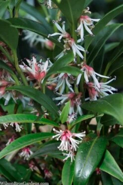 Fragrant Valley Sweetbox (Sarcococca) - 2 Gallon Pot 12 Fragrant Valley Sweetbox (Sarcococca) - 2 Gallon Pot -Best Bush Shop sarcoccoca hookeriana sarsid 1 fragrant valley sweetbox 5