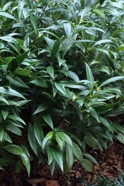 Fragrant Valley Sweetbox (Sarcococca) - 2 Gallon Pot 11 Fragrant Valley Sweetbox (Sarcococca) - 2 Gallon Pot -Best Bush Shop sarcoccoca hookeriana sarsid 1 fragrant valley sweetbox 6