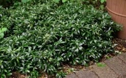 Fragrant Valley Sweetbox (Sarcococca) - 2 Gallon Pot 13 Fragrant Valley Sweetbox (Sarcococca) - 2 Gallon Pot -Best Bush Shop sarcoccoca hookeriana sarsid 1 fragrant valley sweetbox 9