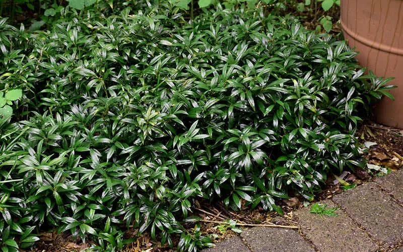 Fragrant Valley Sweetbox (Sarcococca) - 2 Gallon Pot 7 Fragrant Valley Sweetbox (Sarcococca) - 2 Gallon Pot - Image 7