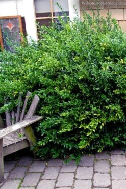 Fragrant Sweet Box (Sarcococca Ruscifolia) - 3 Gallon Pot -Best Bush Shop sarcococca ruscifolia fragrant sweet box 2