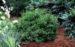 Fragrant Sweet Box (Sarcococca Ruscifolia) - 3 Gallon Pot -Best Bush Shop sarcococca ruscifolia fragrant sweet box 3