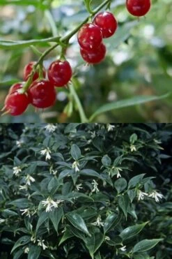 Fragrant Sweet Box (Sarcococca Ruscifolia) - 3 Gallon Pot -Best Bush Shop sarcococca ruscifolia fragrant sweet box 4