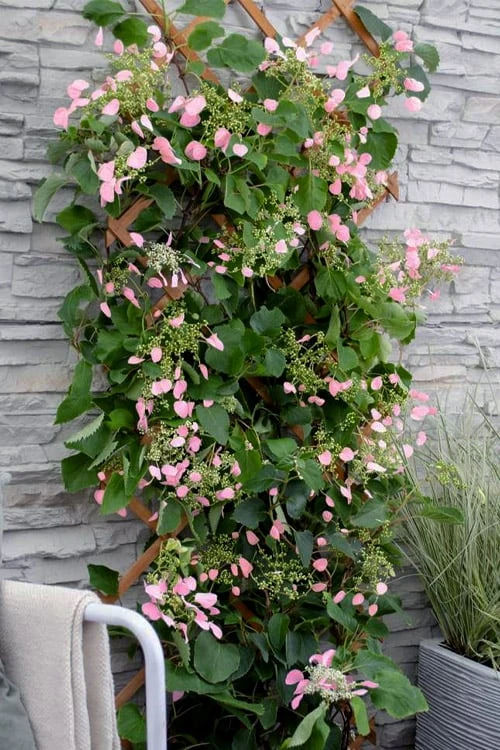 Rose Sensation Pink Climbing Hydrangea Vine - 1 Gallon Pot 7 Rose Sensation Pink Climbing Hydrangea Vine - 1 Gallon Pot - Image 7
