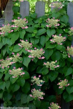 Rose Sensation Pink Climbing Hydrangea Vine - 1 Gallon Pot 16 Rose Sensation Pink Climbing Hydrangea Vine - 1 Gallon Pot -Best Bush Shop schizophragma hydrangeoides rose sensation climbing hydrangea 104