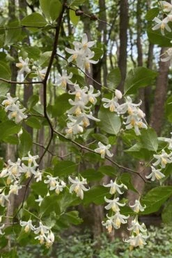 American Snowbell Tree (Styrax Americanus) - 3 Gallon Pot -Best Bush Shop styrax americanus american snowbell 12