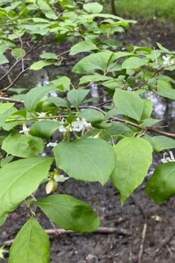 American Snowbell Tree (Styrax Americanus) - 3 Gallon Pot -Best Bush Shop styrax americanus american snowbell 13