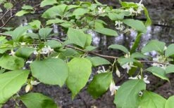 American Snowbell Tree (Styrax Americanus) - 3 Gallon Pot -Best Bush Shop styrax americanus american snowbell 14