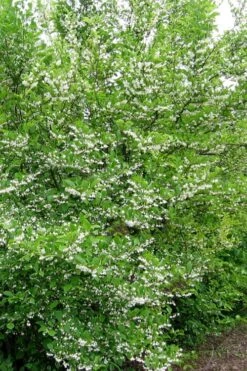 American Snowbell Tree (Styrax Americanus) - 3 Gallon Pot -Best Bush Shop styrax americanus american snowbell 16