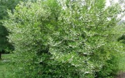 American Snowbell Tree (Styrax Americanus) - 3 Gallon Pot -Best Bush Shop styrax americanus american snowbell 17