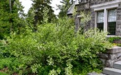 American Snowbell Tree (Styrax Americanus) - 3 Gallon Pot -Best Bush Shop styrax americanus american snowbell 18