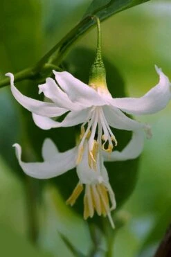 American Snowbell Tree (Styrax Americanus) - 3 Gallon Pot -Best Bush Shop styrax americanus american snowbell 2
