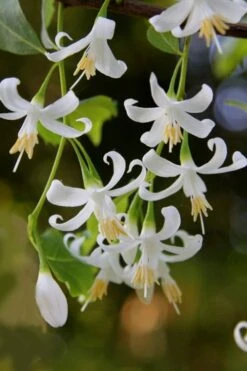 American Snowbell Tree (Styrax Americanus) - 3 Gallon Pot