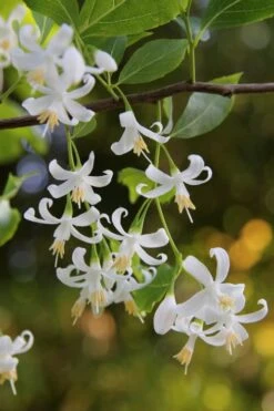 American Snowbell Tree (Styrax Americanus) - 3 Gallon Pot -Best Bush Shop styrax americanus american snowbell 4