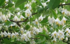 American Snowbell Tree (Styrax Americanus) - 3 Gallon Pot -Best Bush Shop styrax americanus american snowbell 6