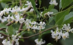 American Snowbell Tree (Styrax Americanus) - 3 Gallon Pot -Best Bush Shop styrax americanus american snowbell 7