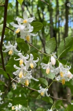 American Snowbell Tree (Styrax Americanus) - 3 Gallon Pot -Best Bush Shop styrax americanus american snowbell 8