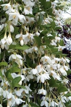 New Products 19 Fragrant Fountain Weeping Japanese Snowbell Tree - 5 Gallon Pot