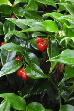 Fragrant Sweet Box (Sarcococca Ruscifolia) - 3 Gallon Pot -Best Bush Shop sweet box fragrant 4 500x750 1