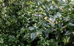 Fragrant Sweet Box (Sarcococca Ruscifolia) - 3 Gallon Pot -Best Bush Shop sweet box fragrant 6 800x500 1