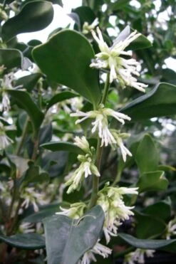 Fragrant Sweet Box (Sarcococca Ruscifolia) - 3 Gallon Pot -Best Bush Shop sweet box fragrant 7 500x750 1