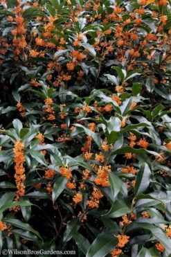 Fragrant Orange Tea Olive - Osmanthus Fragrans Aurantiacus - 1 Gallon Pot -Best Bush Shop tea olive orange 103