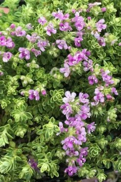Highland Cream Creeping Thyme - 5 Pack Of Quart Pots -Best Bush Shop thyme highland cream 500x750 1