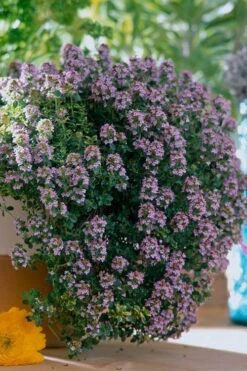 New Products 17 Doone Valley Thyme - 6 Pack Of Pink Pots