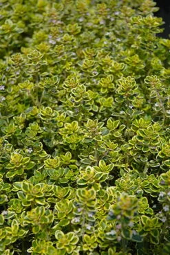 Golden Lemon Thyme - Thymus Citriodorus 'Aurea') - 5 Pack Of Quart Pots -Best Bush Shop thymus citriodorus golden lemon thyme 3