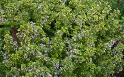 Golden Lemon Thyme - Thymus Citriodorus 'Aurea') - 5 Pack Of Quart Pots -Best Bush Shop thymus citriodorus golden lemon thyme 4
