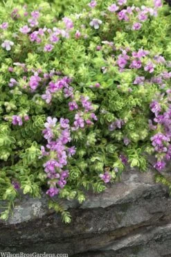 Highland Cream Creeping Thyme - 5 Pack Of Quart Pots -Best Bush Shop thymus praecox highland creeping thyme 1