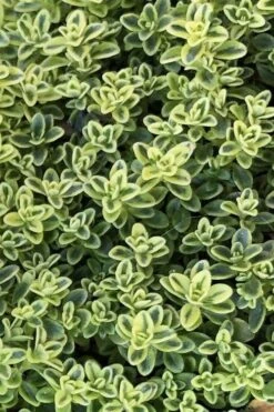 Highland Cream Creeping Thyme - 5 Pack Of Quart Pots -Best Bush Shop thymus praecox highland creeping thyme 4