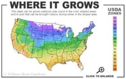 Blackhaw Viburnum - 2 Gallon Pot 10 Blackhaw Viburnum - 2 Gallon Pot -Best Bush Shop usda zone map