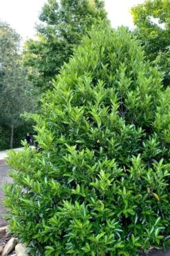 Mirror Leaf Sweet Viburnum - 7 Gallon Pot (2-3') 8 Mirror Leaf Sweet Viburnum - 7 Gallon Pot (2-3') -Best Bush Shop viburnum awabuki chindo 3 3