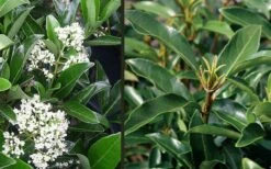 Mirror Leaf Sweet Viburnum - 7 Gallon Pot (2-3') 9 Mirror Leaf Sweet Viburnum - 7 Gallon Pot (2-3') -Best Bush Shop viburnum awabuki chindo 4 3