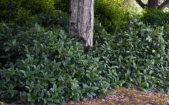 David Viburnum - 3 Gallon Pot 20 David Viburnum - 3 Gallon Pot -Best Bush Shop viburnum davidii 12